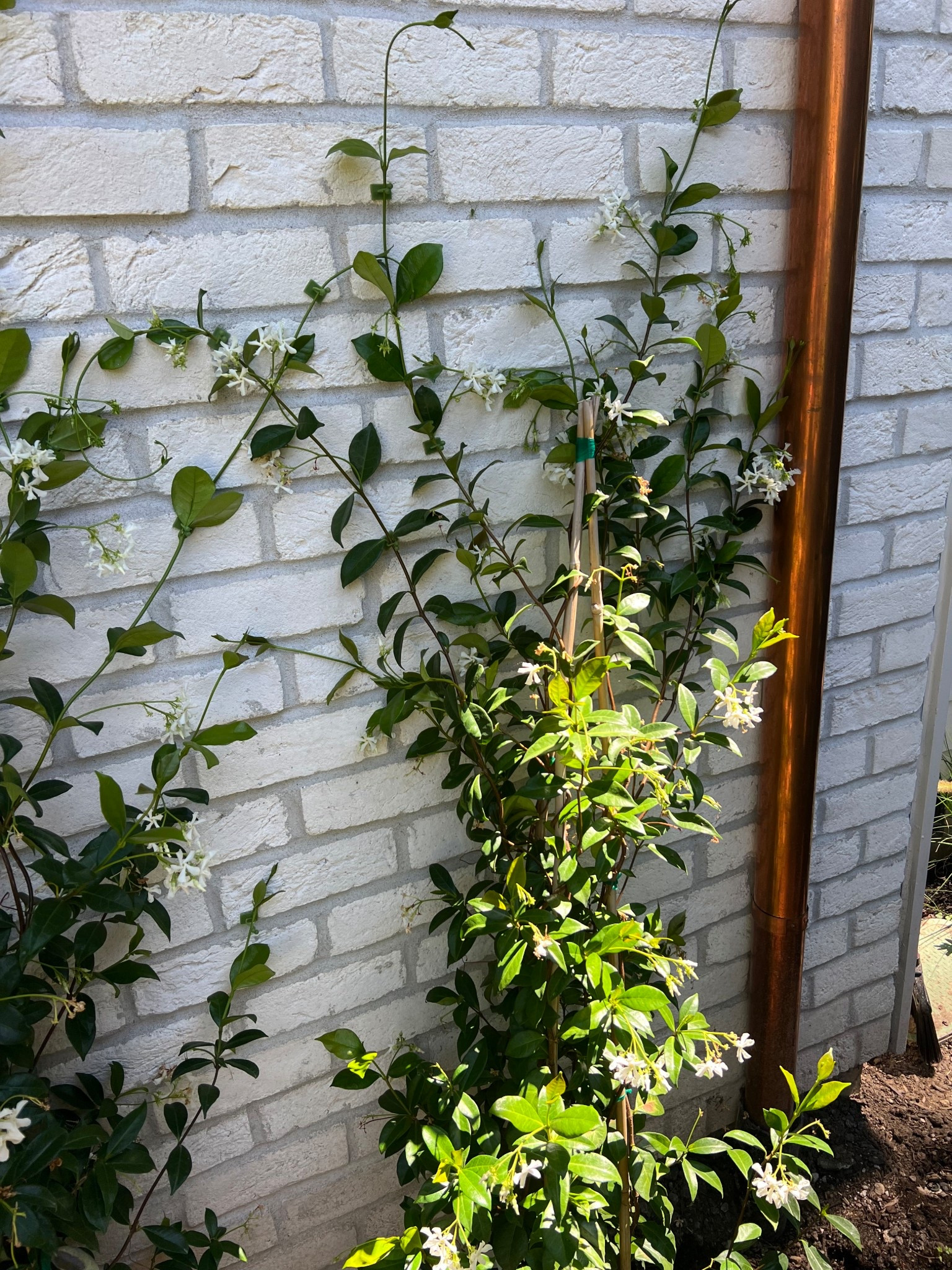 Plant climbing clips perfect for Jasmin or roses 

#LTKHome #LTKSaleAlert #LTKStyleTip