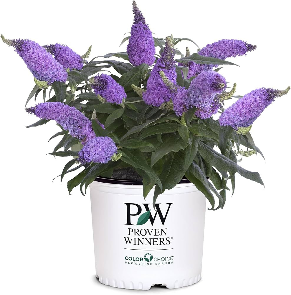 2 Gal. Pugster Ameythst Buddleia Shrub | Amazon (US)