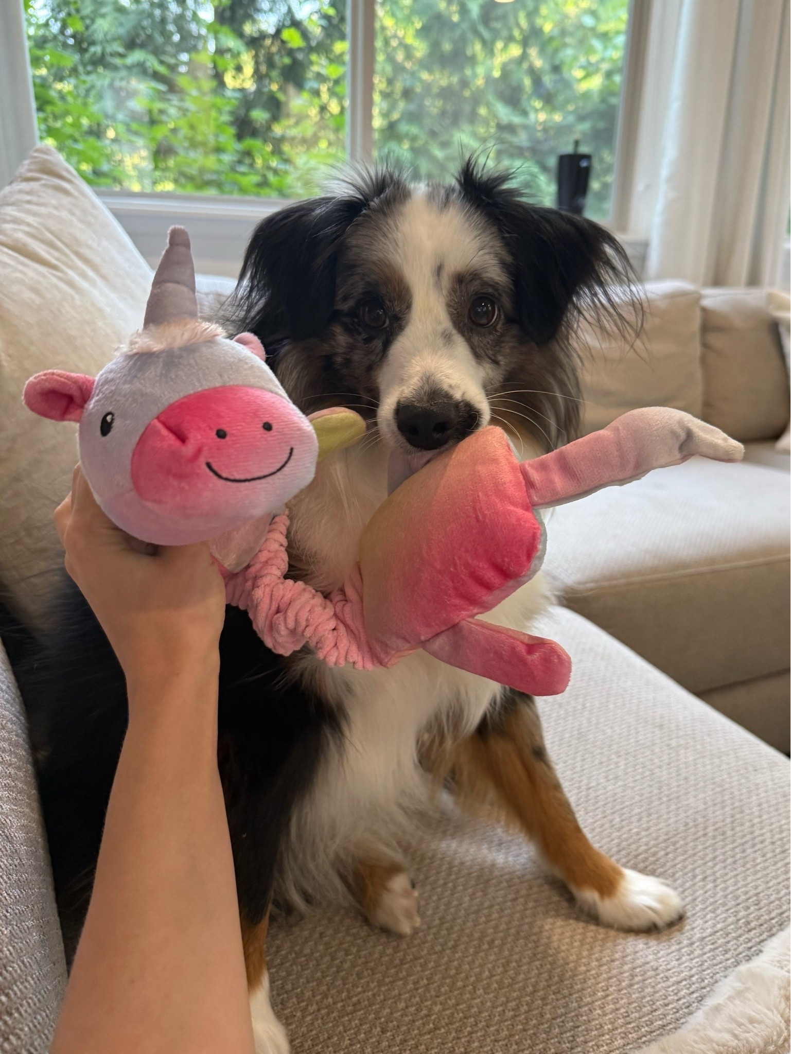 Grey’s emotional support unicorn 😂🦄

dog toys, dog toy favorites, unicorn dog toy, plush dog toy, interactive dog toy, dog enrichment, puppy toys, dog mom finds, pet favorites, pet essentials, cute dog toys, Mini Aussie, Australian Shepherd, dog gift ideas, pet products

#LTKvlog