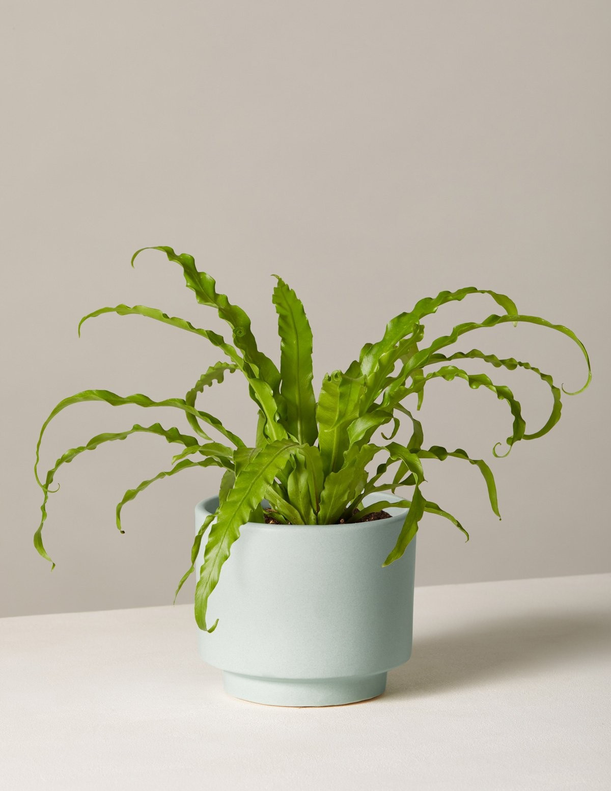 Bird’s Nest Fern | The Sill