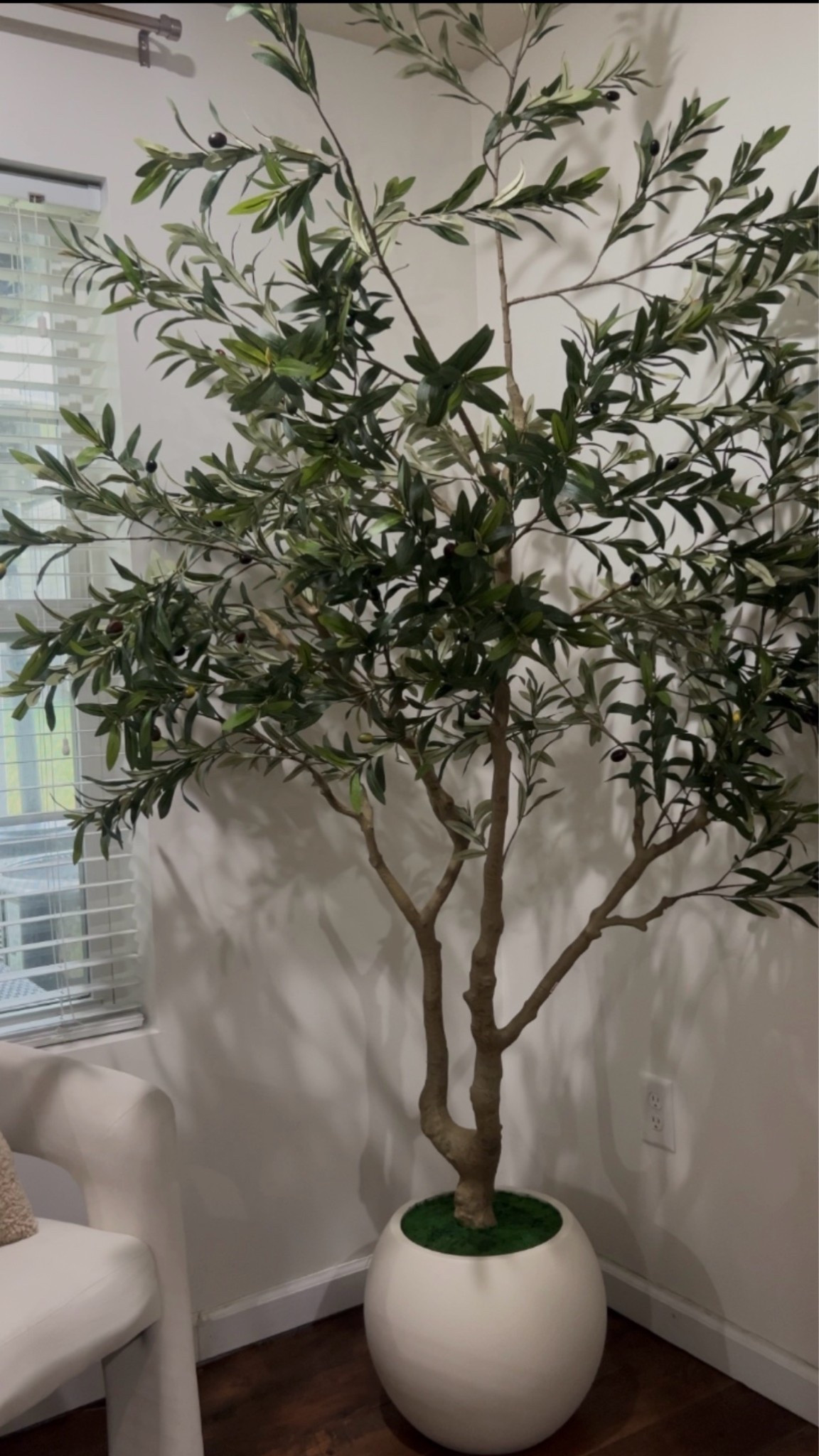 Just added this 8ft Olive tree. Comes already in planter. I do wish the planter was a little larger. Leaves are perfect looks just as good as my tree from C&B
Olive tree. Amazon home finds. Affordable home decor

#LTKSaleAlert #LTKHome