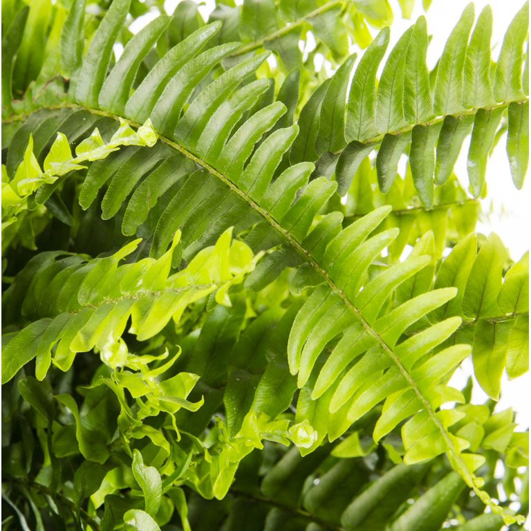 Expert Gardener 1.5Gal Green Boston Fern Live Plant Hanging Basket Shade | Walmart (US)