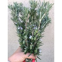 12 Fresh Organic Rosemary Sprigs 8"" To 10 | Etsy (US)