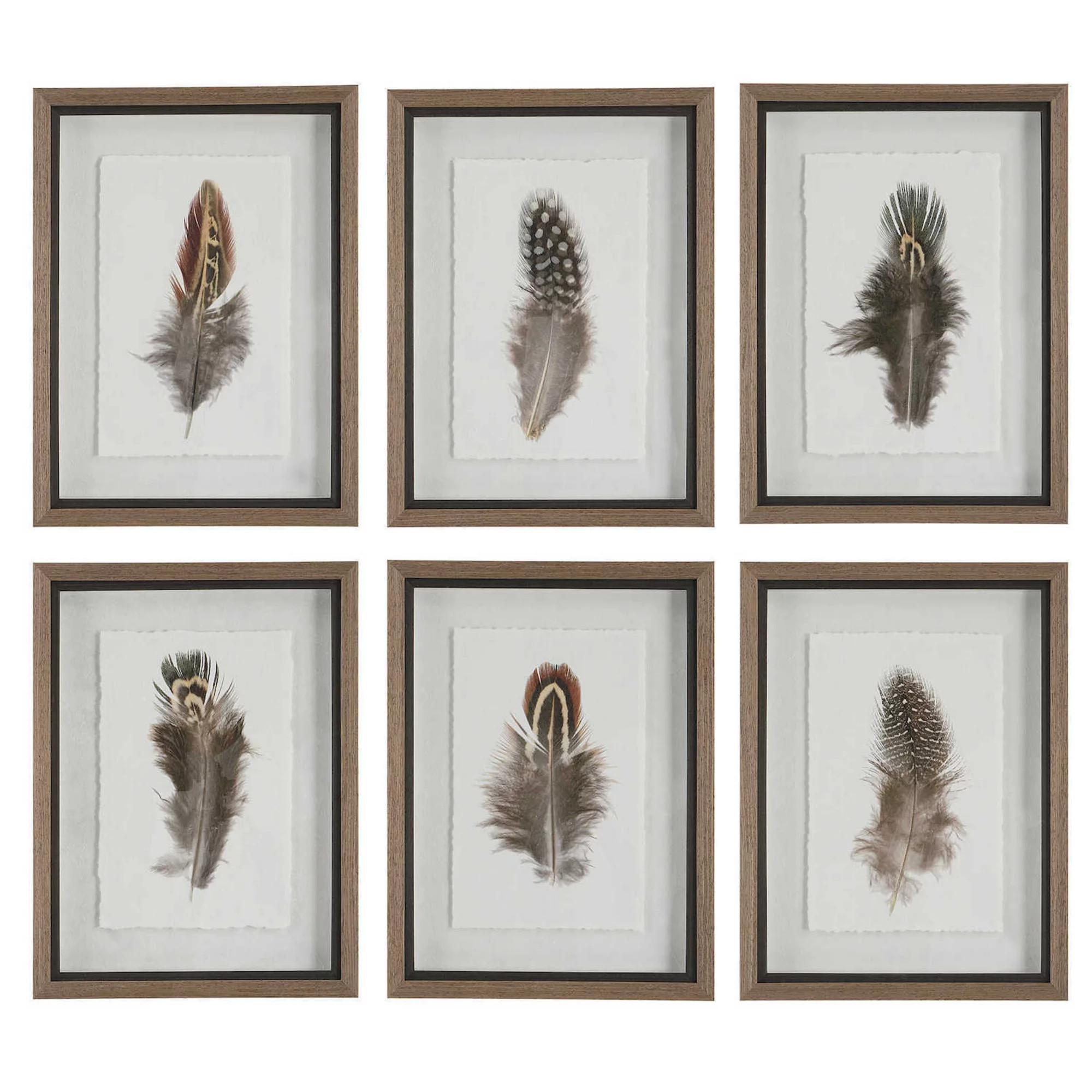 Birds Of A Feather Framed Prints 6-Piece Set | Kohl's