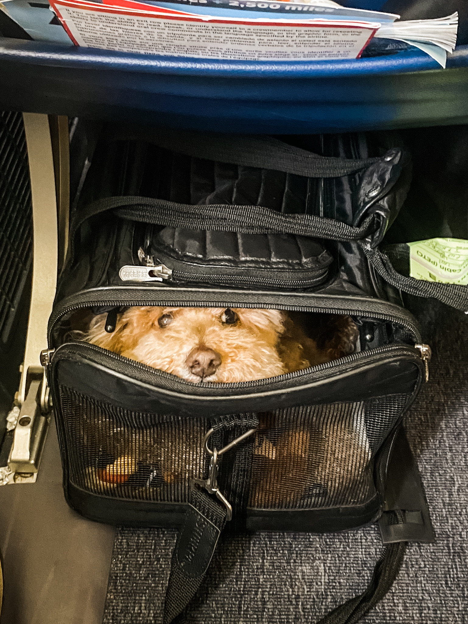 The PERFECT dog travel carrier for dog friendly travel ✈️ we use this every flight, train, car we take when traveling with our dog! 

#LTKtravel #LTKunder50