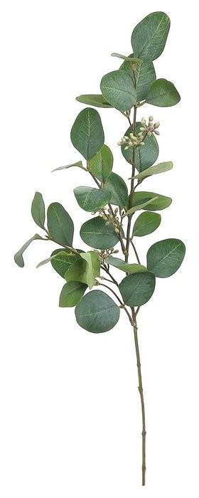 Silver Dollar Eucalyptus Stem | Wayfair North America