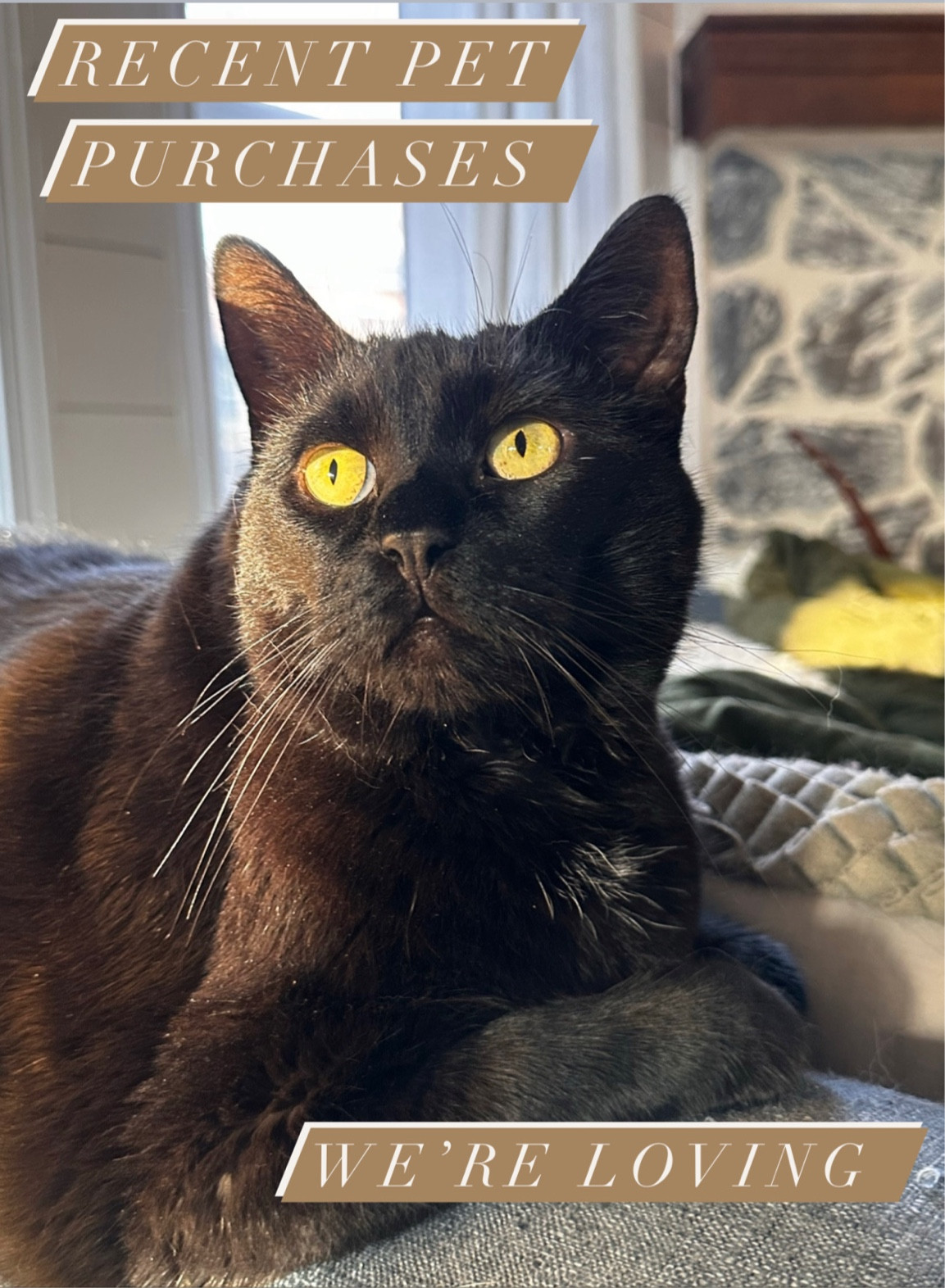 Recent purchases for our pets they we (& they) are loving 

Home | cats | animals | pets | dogs | small dogs | fur kids 

#LTKhome #LTKfindsunder50 #LTKfamily