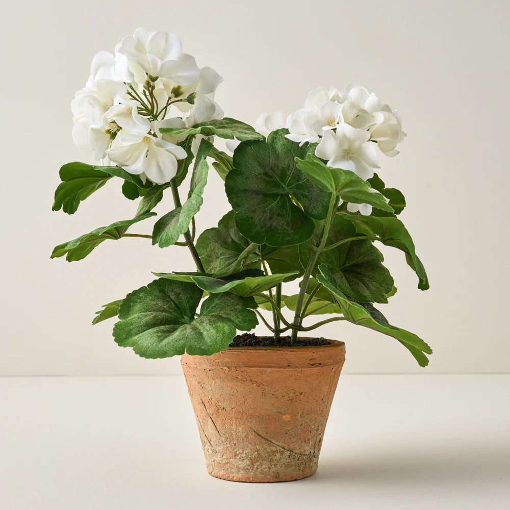 Potted White Geranium Flower | Magnolia
