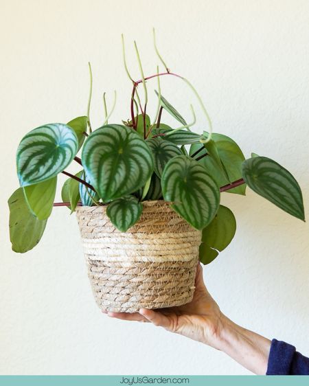 Switch up your plant decor by using a plant basket, check out the options we picked here. 

#LTKfindsunder100 #LTKhome #LTKfindsunder50