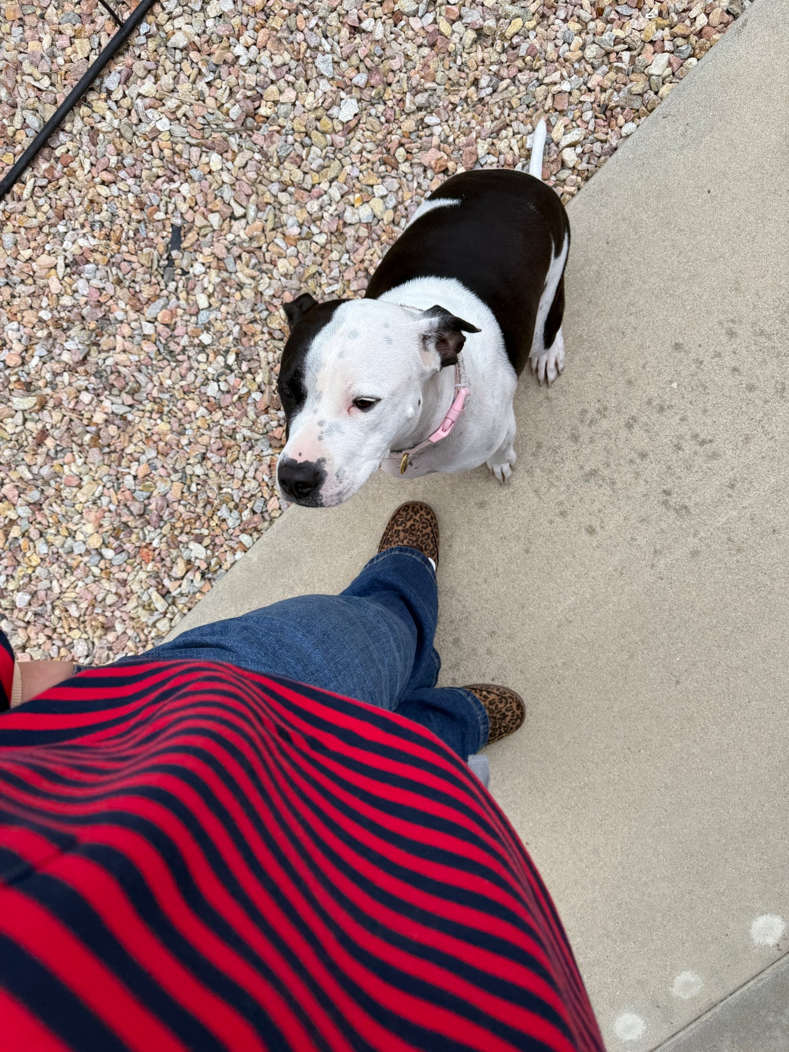 Perfect cute casual look. Plus size wide leg jeans, striped pullover and leopard sneakers - wearing my usual size 20 jeans and xxl top 

#LTKFindsUnder50 #LTKPlusSize