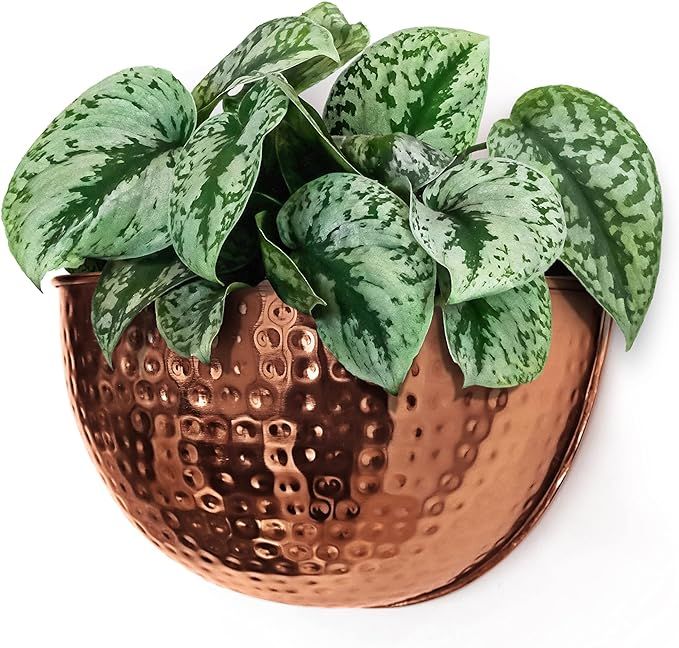 Allegorie Metal Wall Planter | Indoor or Outdoor Hanging Plant Pot | Farmhouse Decor & Boho Kitch... | Amazon (US)
