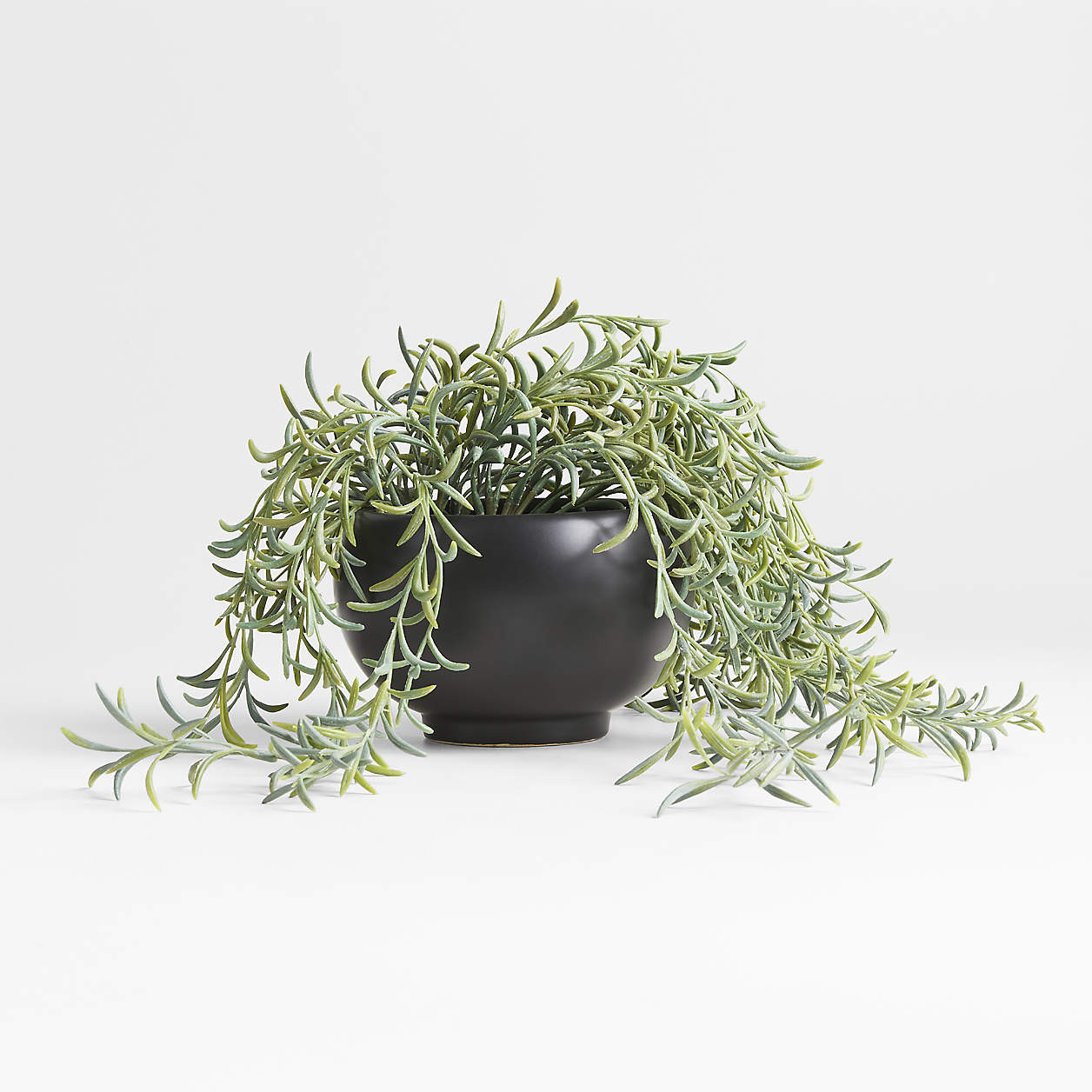 Potted Faux Green String of Fishhooks in Black Pot + Reviews | Crate & Barrel | Crate & Barrel