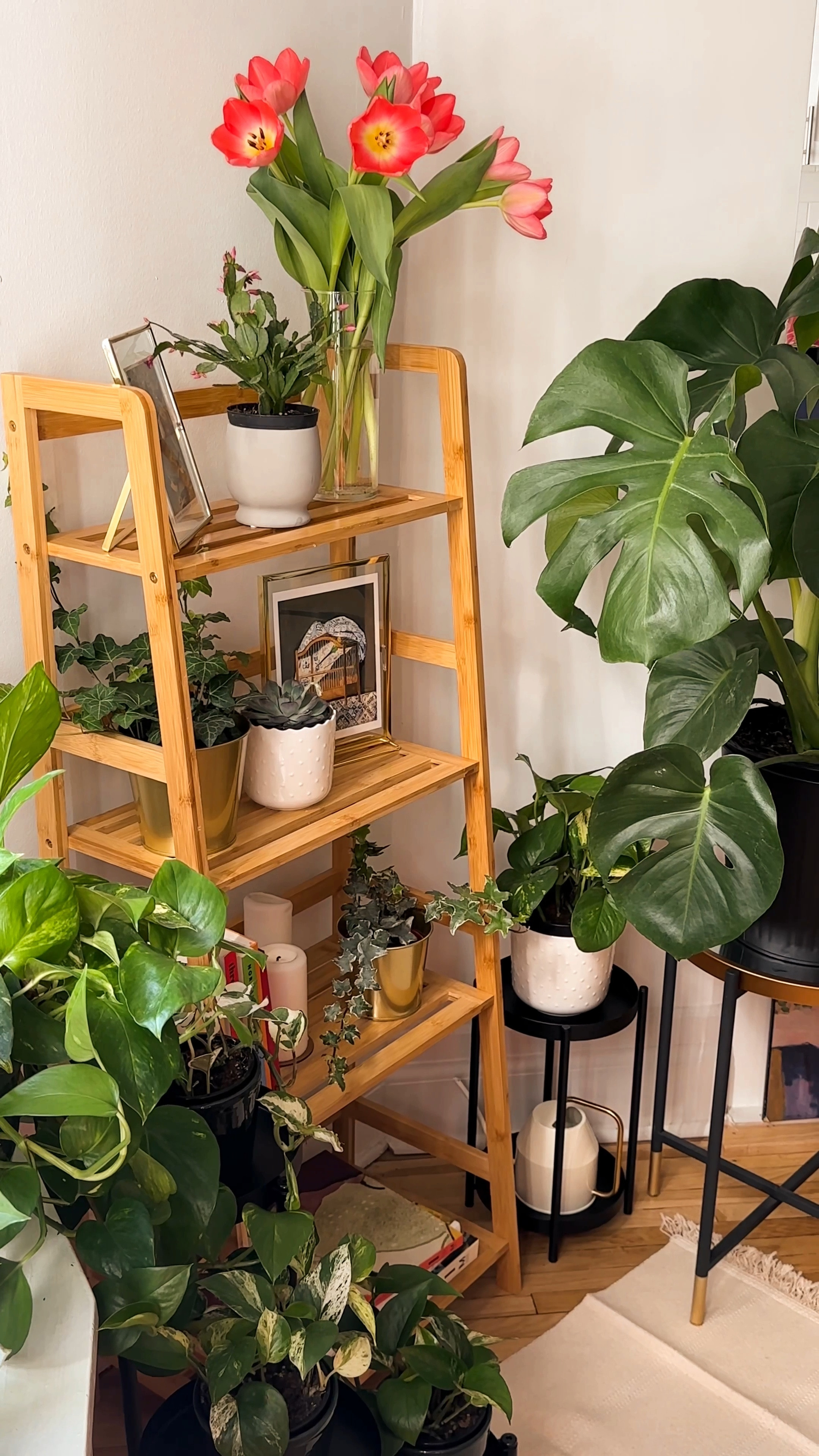 My little home garden 🪴

#LTKcanada #LTKhome