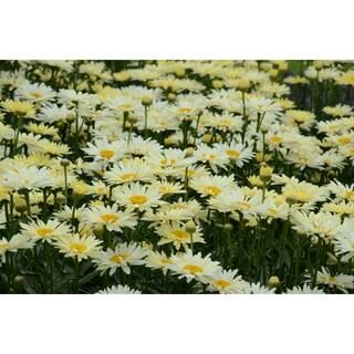 PROVEN WINNERS 1 Gal. White Flowers Amazing Daisies Daisy Banana Cream (Leucanthemum) Live Plant,... | The Home Depot