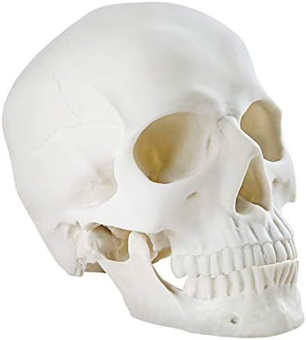 winchance Halloween Decorations Life Size Skeleton Skeleton Skull Decor Graveyard Outdoor Hallowe... | Amazon (US)