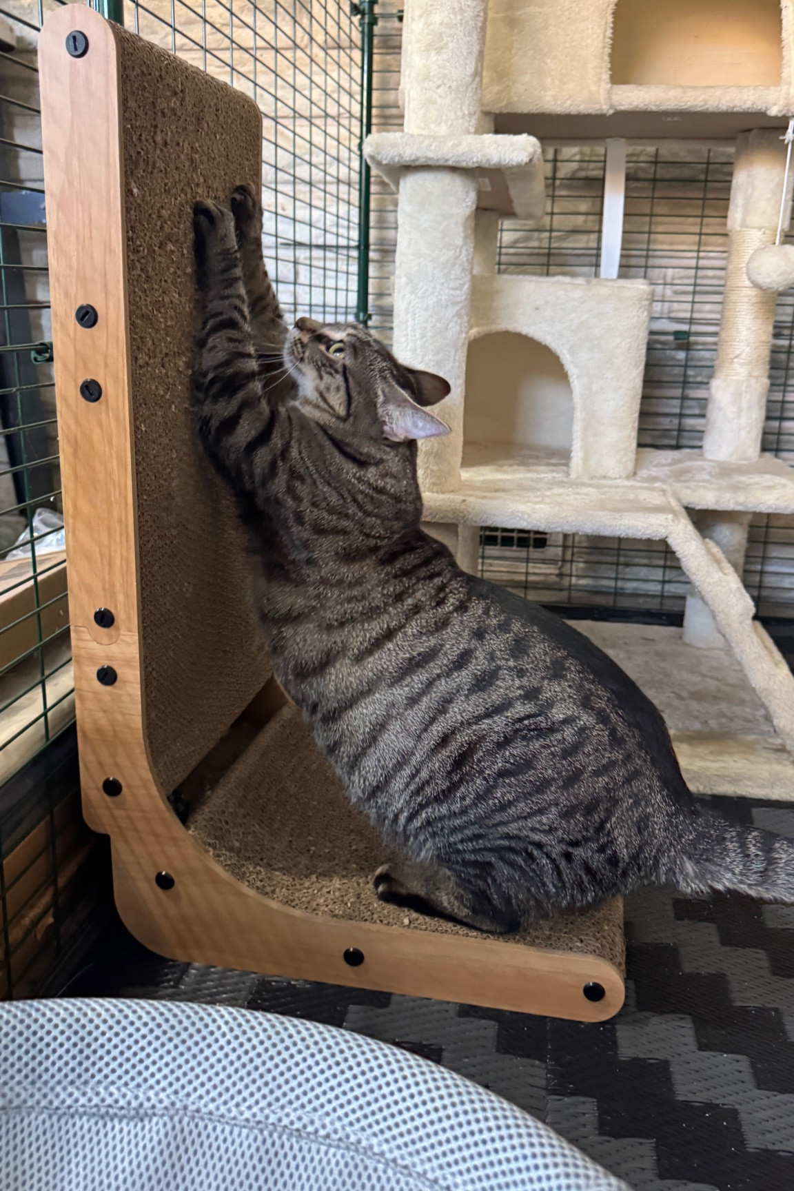 My cats LOVE this scratching post!🐈

#LTKFindsUnder50 #LTKHome