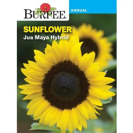 Burpee Jua Maya Hybrid Sunflower Flower Seed 1-Pack | Walmart (US)