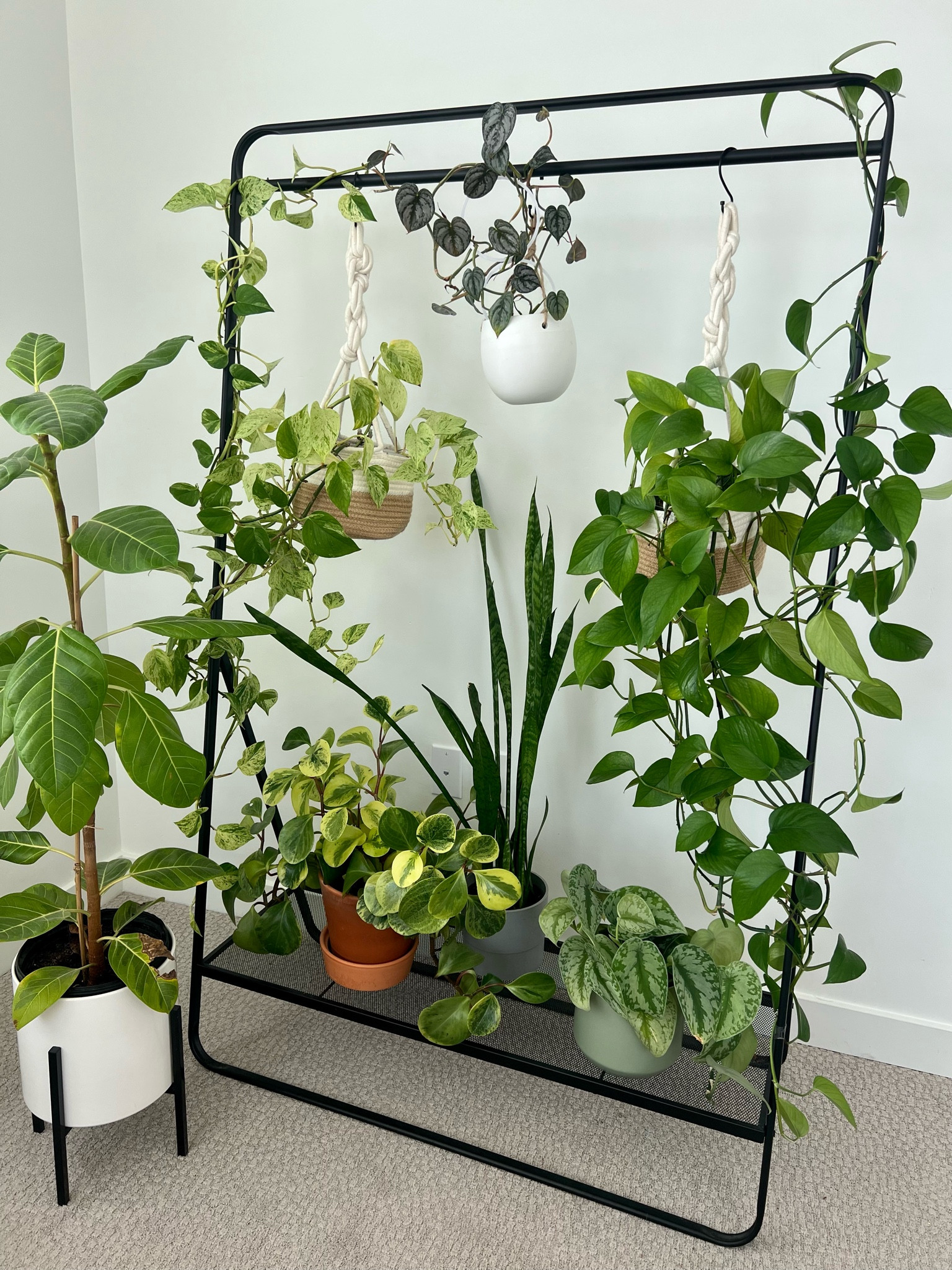 DIY hanging plants rack! 

#LTKhome #LTKstyletip #LTKFind