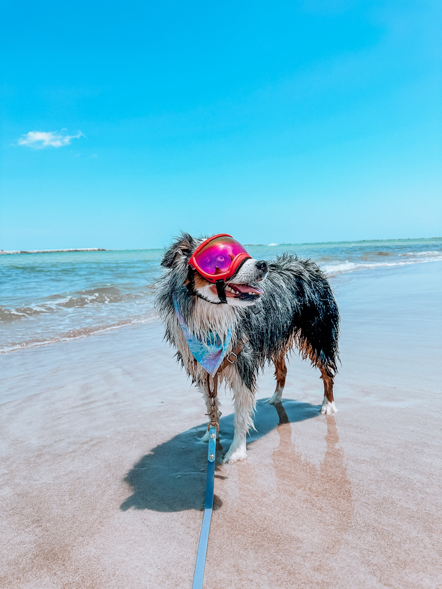 all of our beach gear for dog day at the ocean in  florida 

#LTKFindsUnder50 #LTKSeasonal #LTKSaleAlert