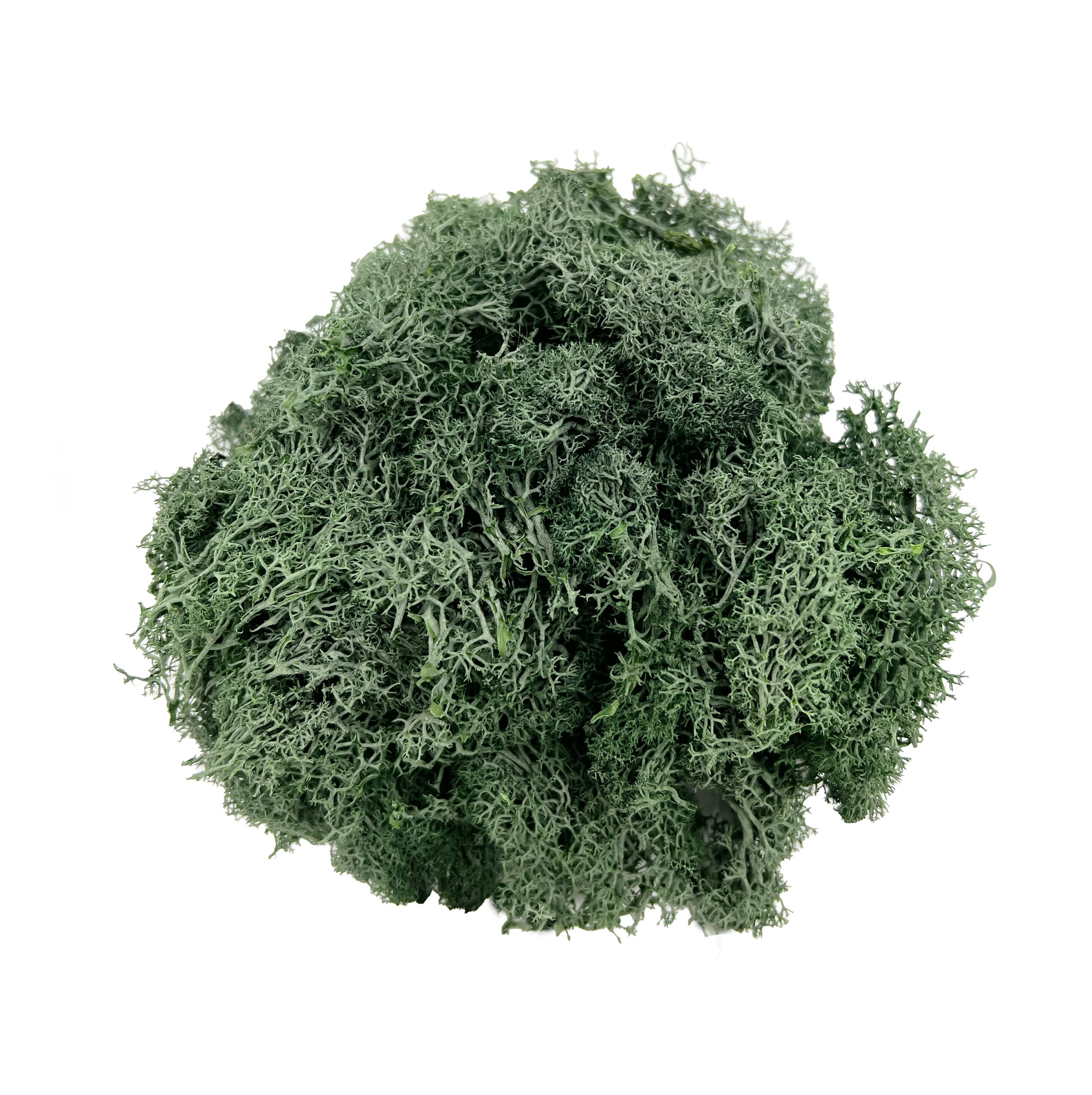Preserved Reindeer Moss Grass Green | Wayfair North America
