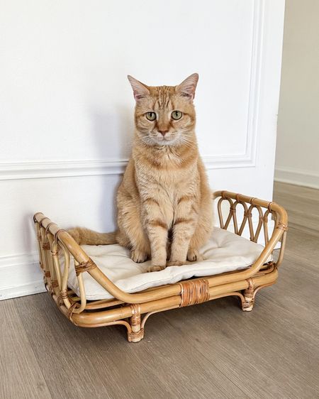This has to be the cutest rattan day bed for cats uhm I mean doll bed. Isn’t it so cute #petbed #catbed 

#LTKhome #LTKstyletip #LTKfamily