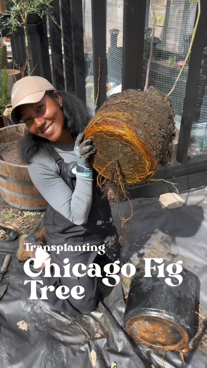 Transplanting my Chicago fig tree to a bigger pot so it has space to thrive this season! A good potting mix makes all the difference—especially for container-grown trees. I used a mix that keeps the soil light, drains well, and packs in nutrients to support strong root growth.

If you’re growing figs in a container, don’t forget to size up as they grow! 

#LTKFindsUnder50 #LTKActive #LTKHome