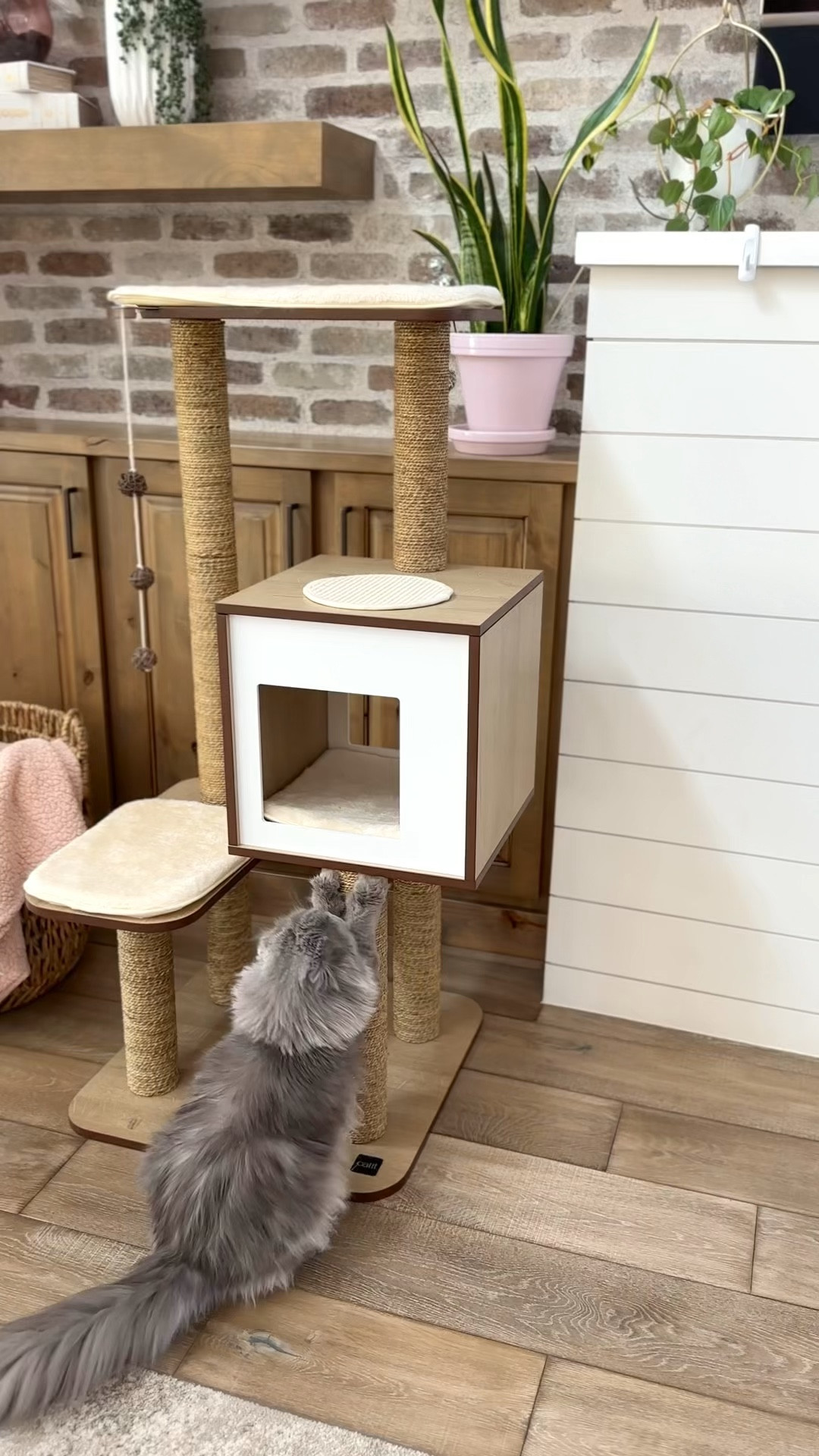 Our six cats love this cat tree! It’s one of the cutest ones I’ve found! It has plenty of scratching posts, multiple spots to sit and a toy to play with.

#LTKVideo #LTKHome #LTKFamily