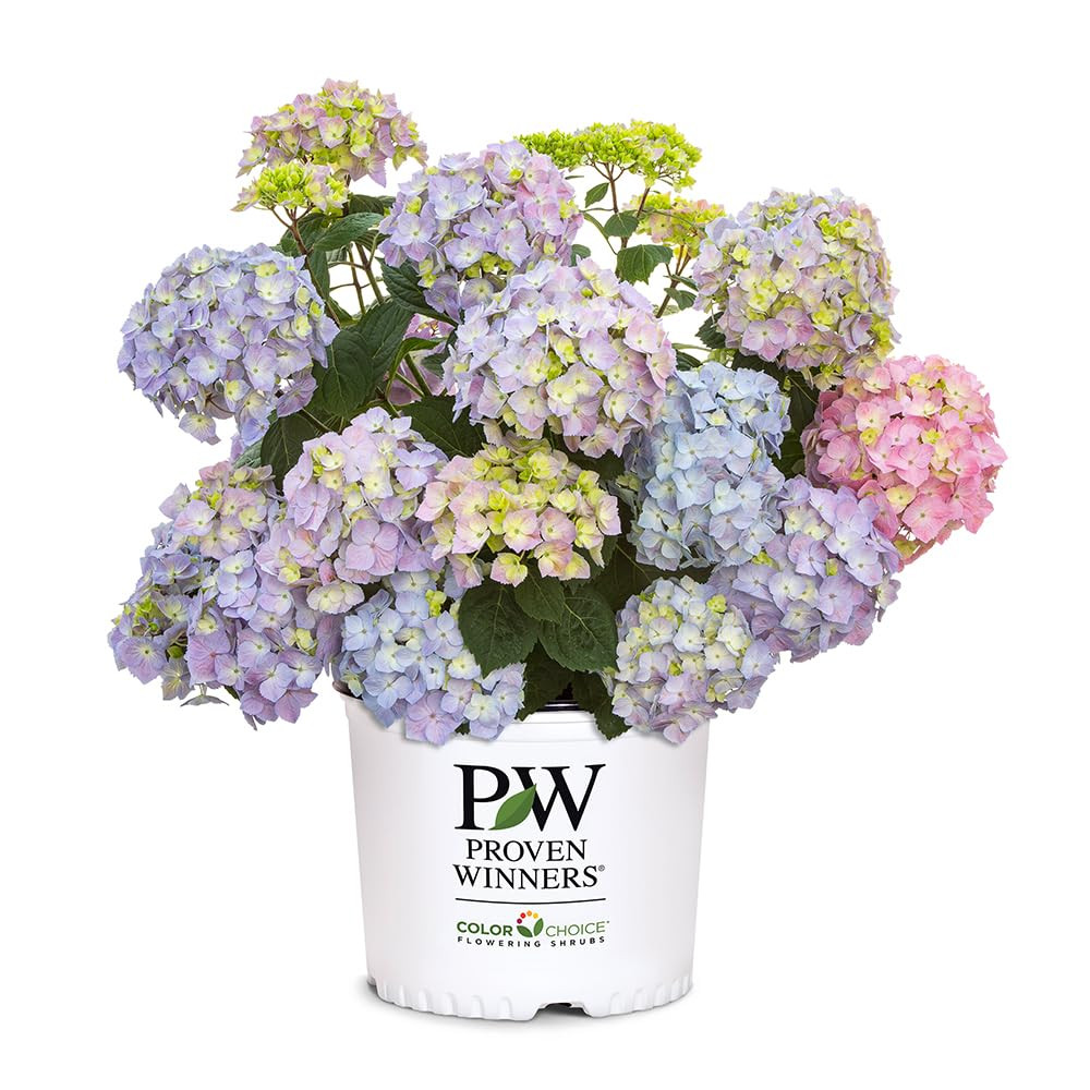 Proven Winners 2 Gal. Let's Dance Skyview Hydrangea Shrub | Amazon (US)