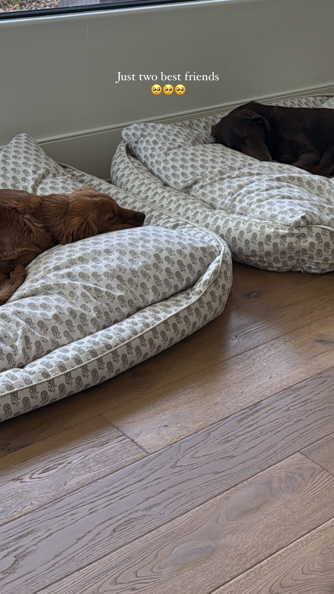 OUR NAME DOG BEDS! 