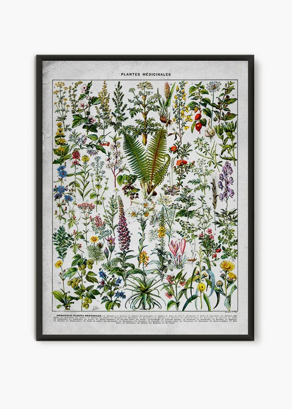Medicinal Plant, Larousse Book, medical herbs poster, vintage flower wall art, botanical wall art... | Etsy (US)