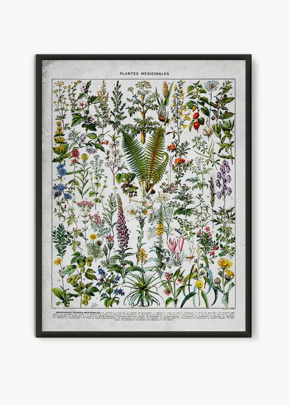 Medicinal Plant, Larousse Book, medical herbs poster, vintage flower wall art, botanical wall art... | Etsy (US)