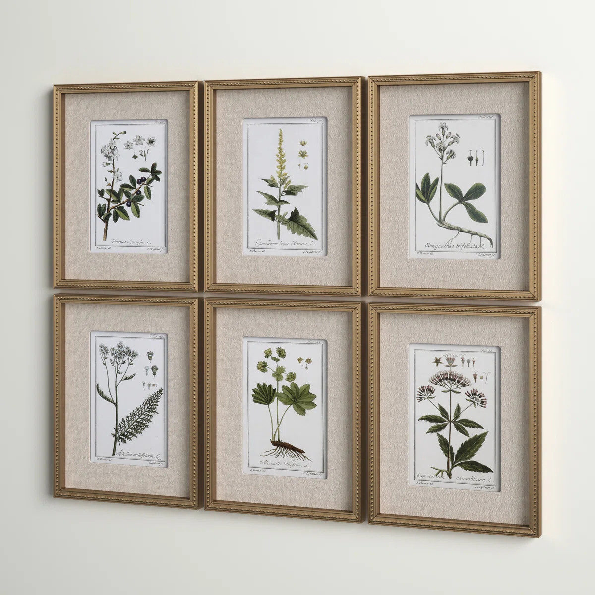 "Green Floral Botanical Study" - 6 Piece Art Set | Wayfair North America