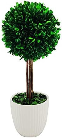 Galt International Preserved Natural Boxwood - Plant and Table Centerpiece - Stunning Greenery an... | Amazon (US)
