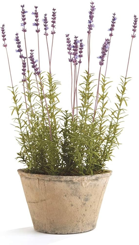 Napa Home & Garden French Lavender Potted 21" 9 x 9 x 21 Purple | Amazon (US)