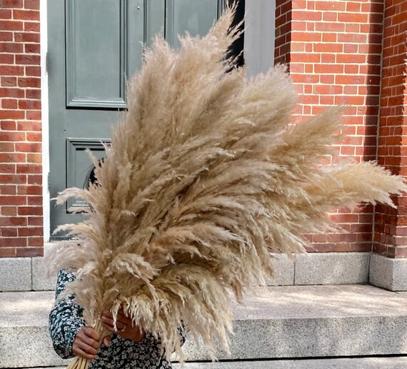 Extra Fluffy Natural Pampas Grass - Lush Pampas Grass - Ready to ship! | Etsy (US)
