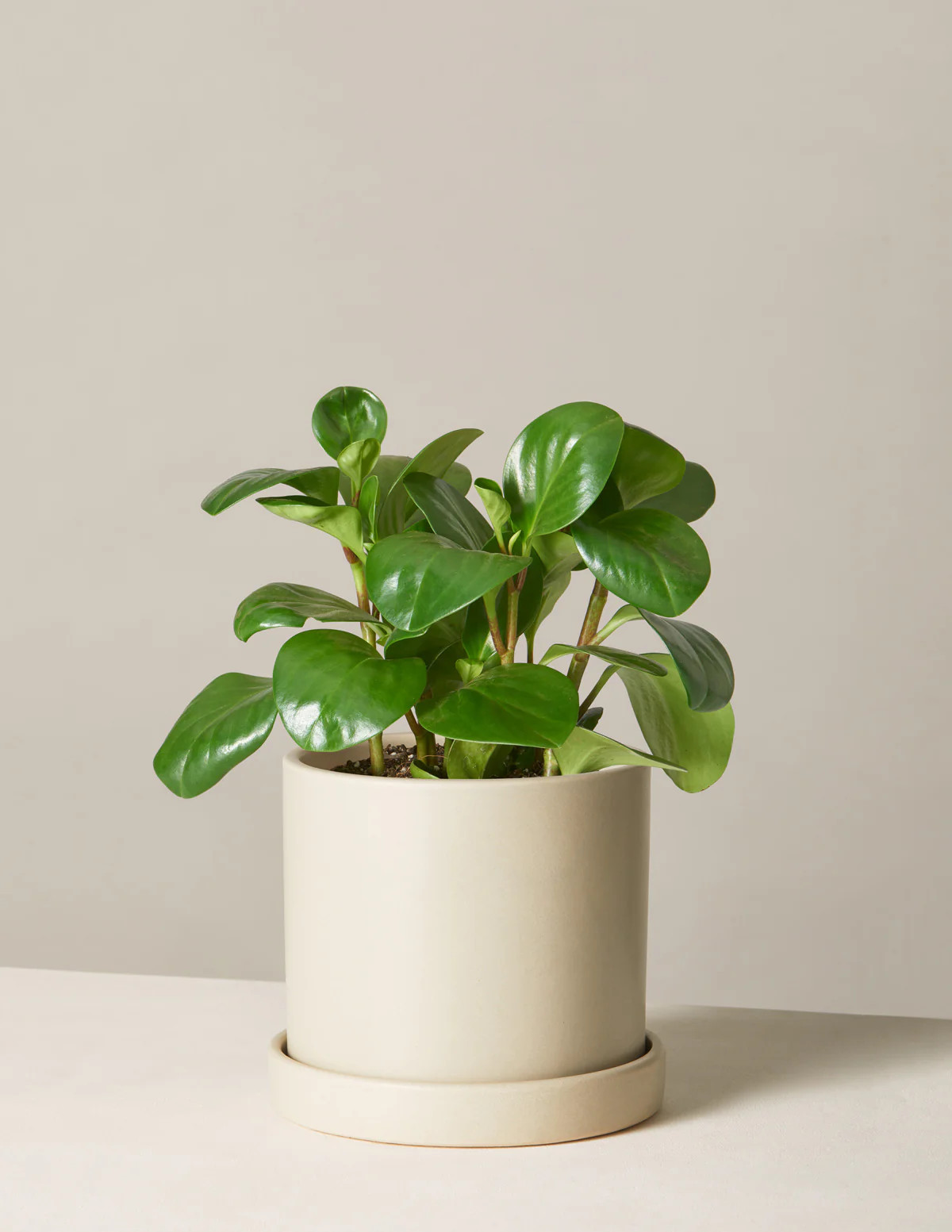 Peperomia Obtusifolia
    $64 | The Sill