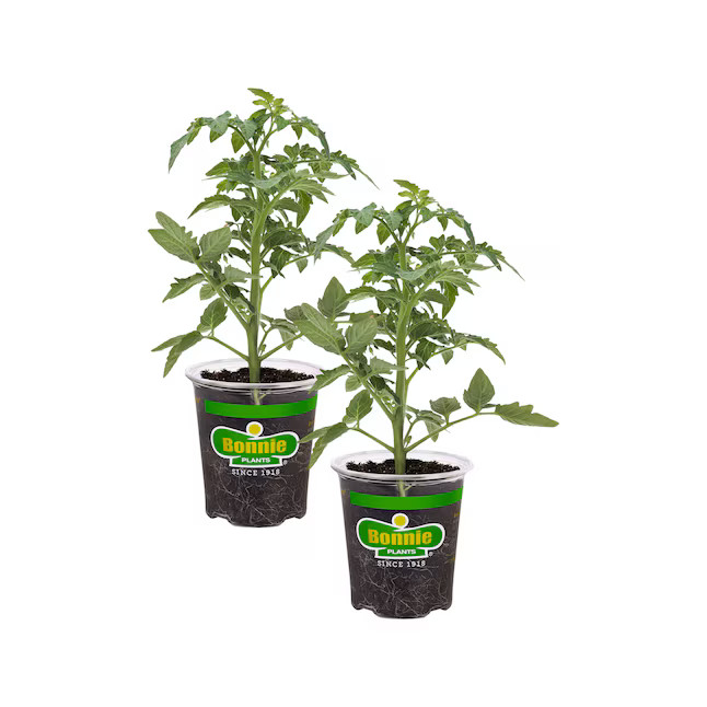 Bonnie Plants Better Boy Tomato (2pk) Plant in Pot | Lowe's
