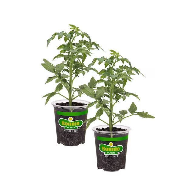 Bonnie Plants Better Boy Tomato Pot Plant 2-PackItem #5639848 |Model #202108 | Lowe's