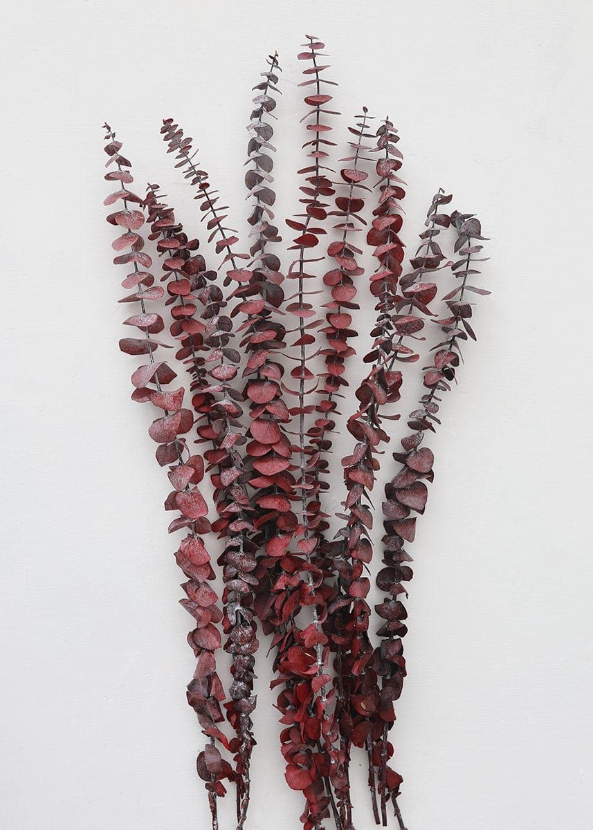 Cayenne Red Preserved Spiral Eucalyptus - 19-24 | Afloral (US)