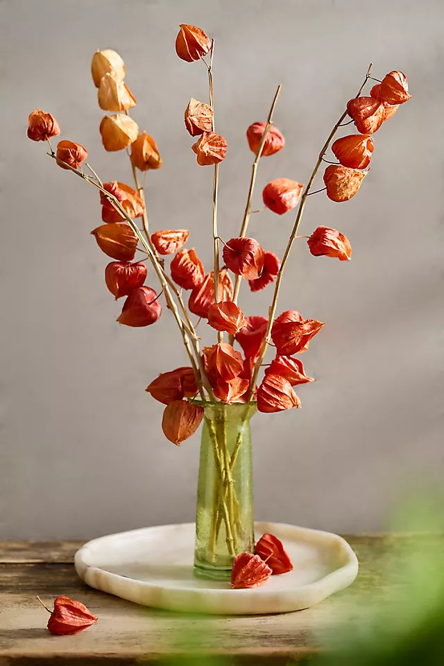 Dried Physalis Bunch | Anthropologie (US)