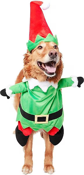 FRISCO Front Walking Elf Dog & Cat Costume, Medium - Chewy.com | Chewy.com