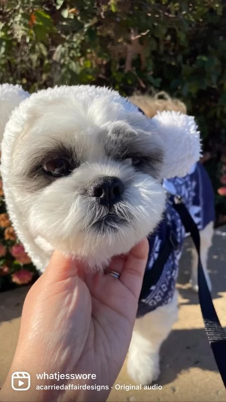 Sweater weather 💙 hi.ralphie's adorable polar bear sweater is linked in his profile (wearing size M here which is 13.5" long). Ralphie is a 15 pound Shih Tzu.

I would also recommend the other dog sweatshirt I linked which he took in size S.

#sweaterweather #shihtzulovers #cutedogs #dogmom #dogsinclothes #walmartfashion #walmartfinds #walmartpets

#LTKGiftGuide #LTKHoliday #LTKSeasonal
