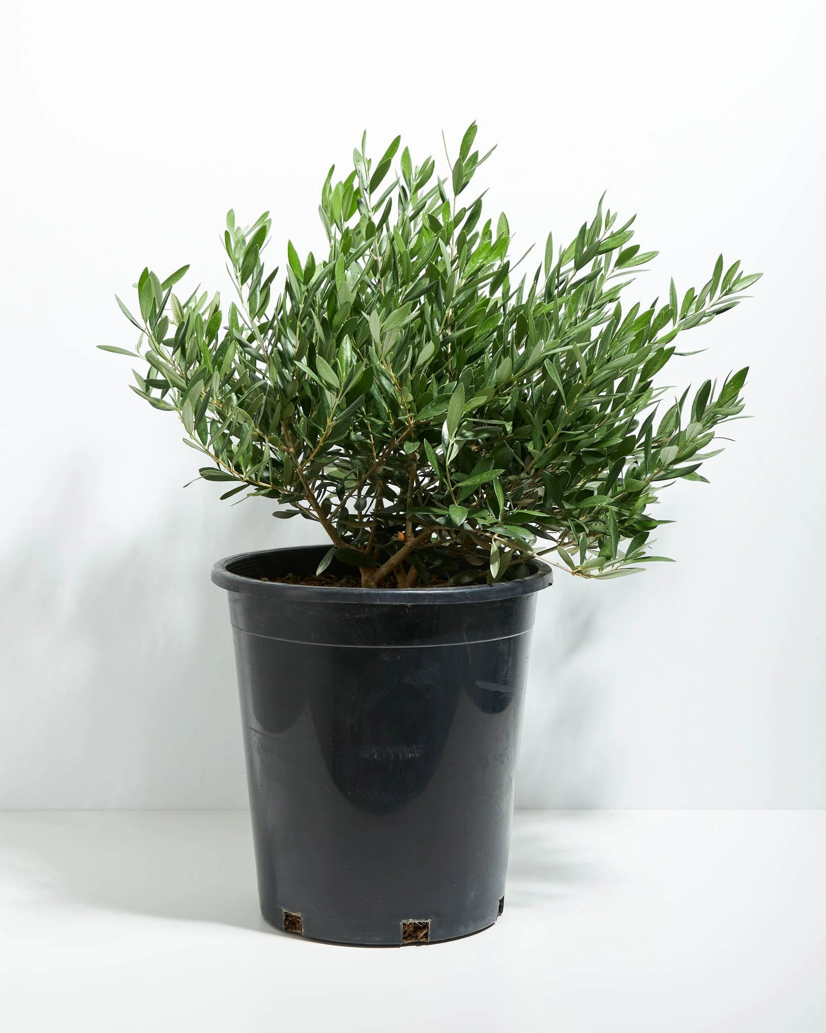 Dwarf Olive Tree | Walmart (US)