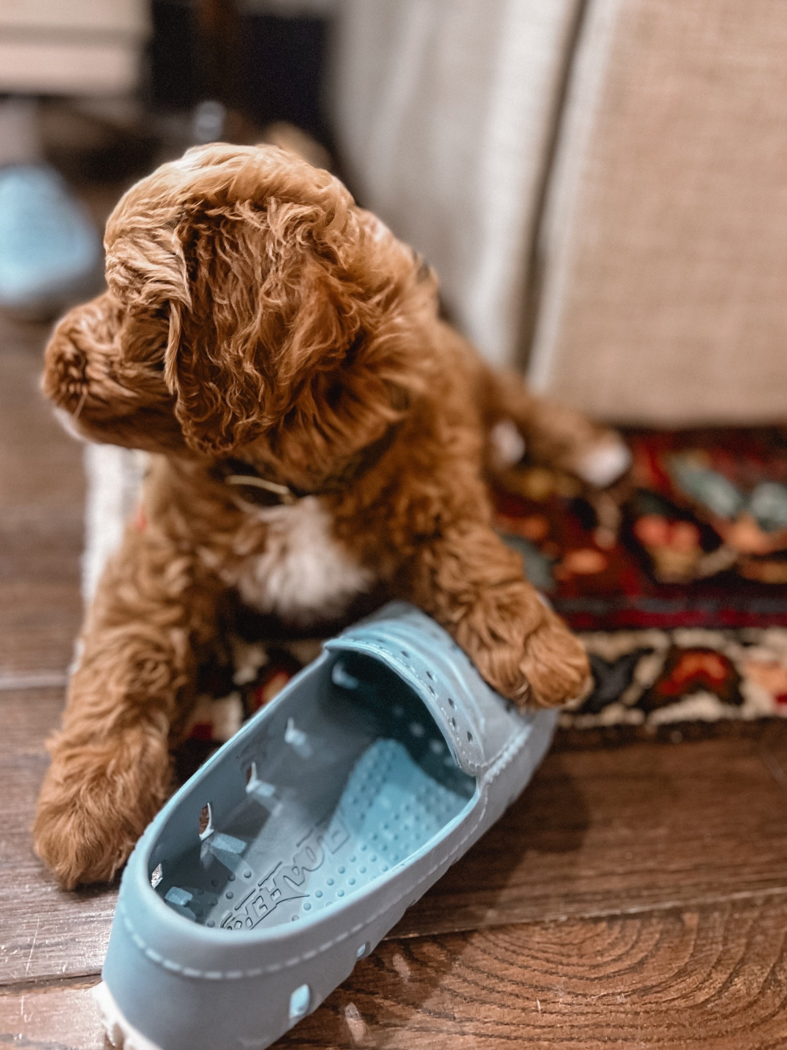 I ask & you answered!  Sharing some the most popular dog recommendations viewer’s shared 


#LTKmomlife #LTKHome #LTKvlog