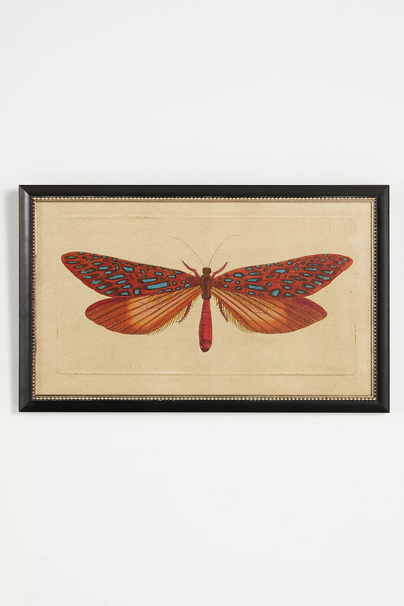 Crackled Moth Wall Art | Anthropologie (US)