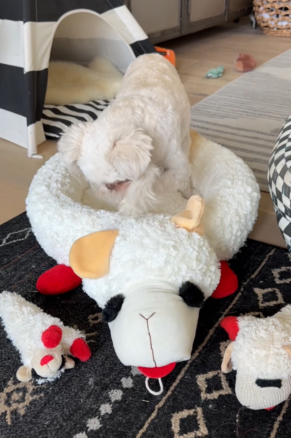 Walter and Steven love their new Lambchop dog bed! It’s actually on major sale right now too! I linked some of their favorite Lambchop toys too.

#LTKHome #LTKSaleAlert #LTKFamily