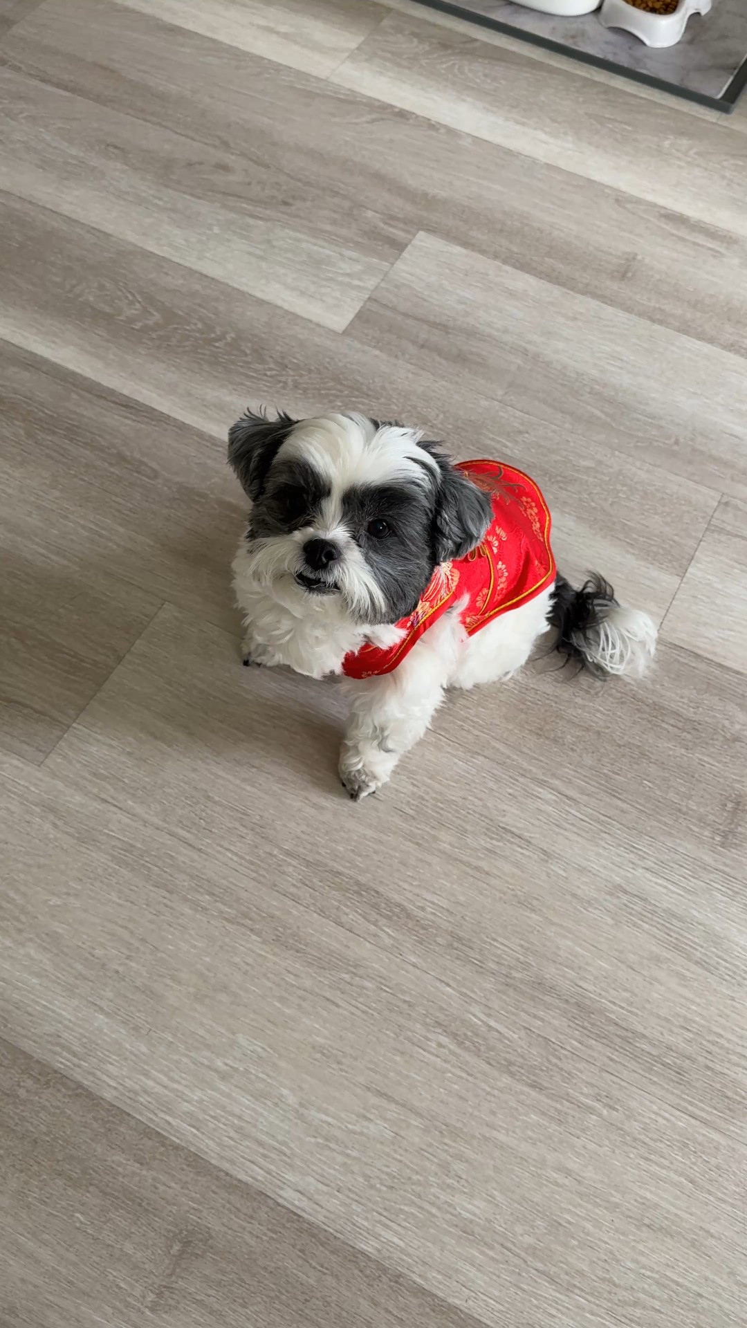 How cute is this Lunar New Year outfit for your dog? Milo looks adorable!! I sized up for a Medium for him. 

Dog outfit, dog costume, The Stylizt 



#LTKBaby #LTKootd #LTKKids
