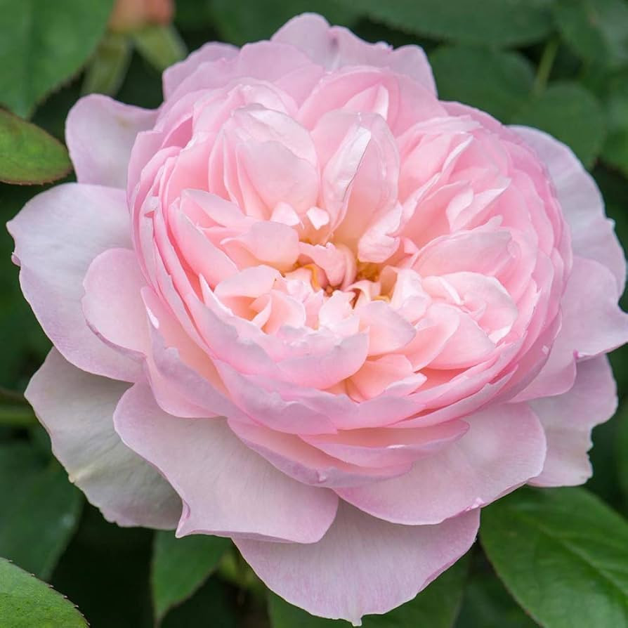 Heirloom Roses David Austin Rose Plant - Gentle Hermione® Pink Rose Bush, Live Plant for Plantin... | Amazon (US)