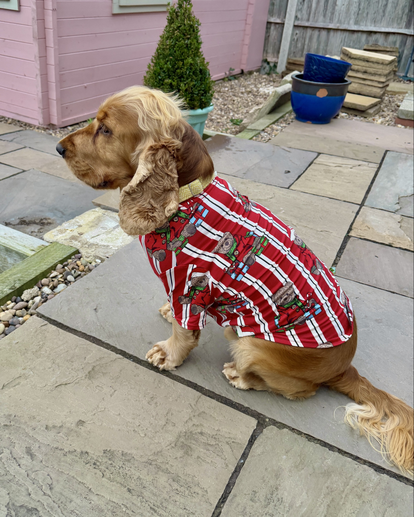 Getting ready for Christmas 🐶🐾💌✨ 

#LTKgiftguide #LTKwinter #LTKpets