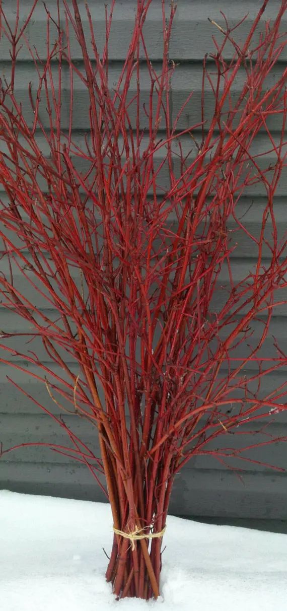 Bundle of Red Dogwood Twigs,Branches,Floral,Arrangement,Wall Art,Rustic Decor,Fall,Wreath Material,W | Etsy (US)